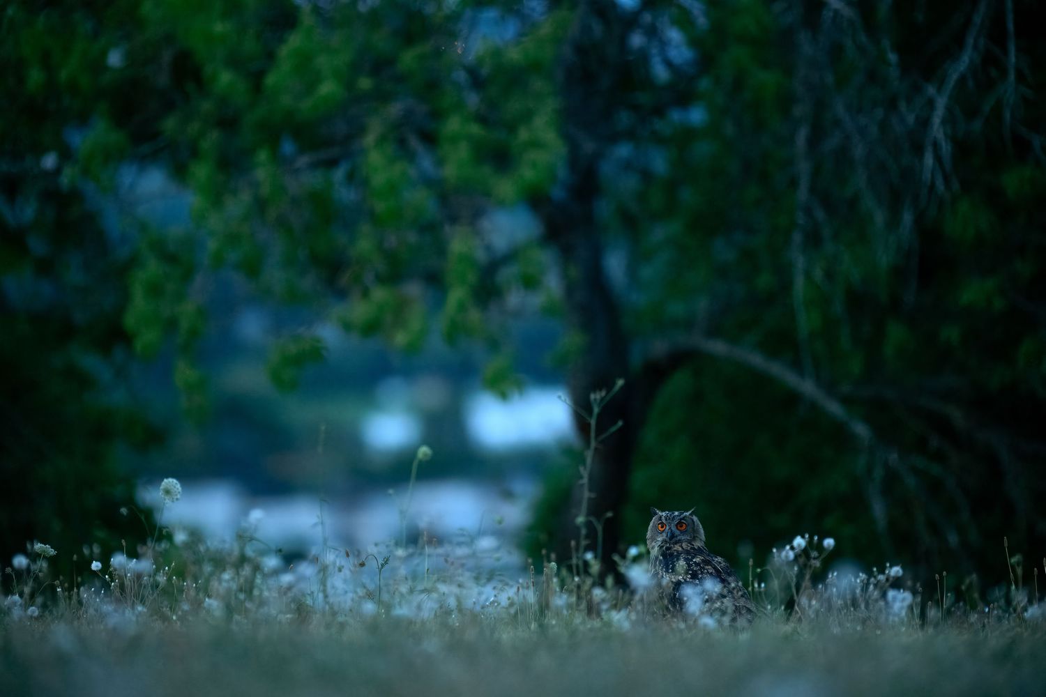 A small animal partially hidden among wildflowers and grass in a moody blue twilight forest setting.