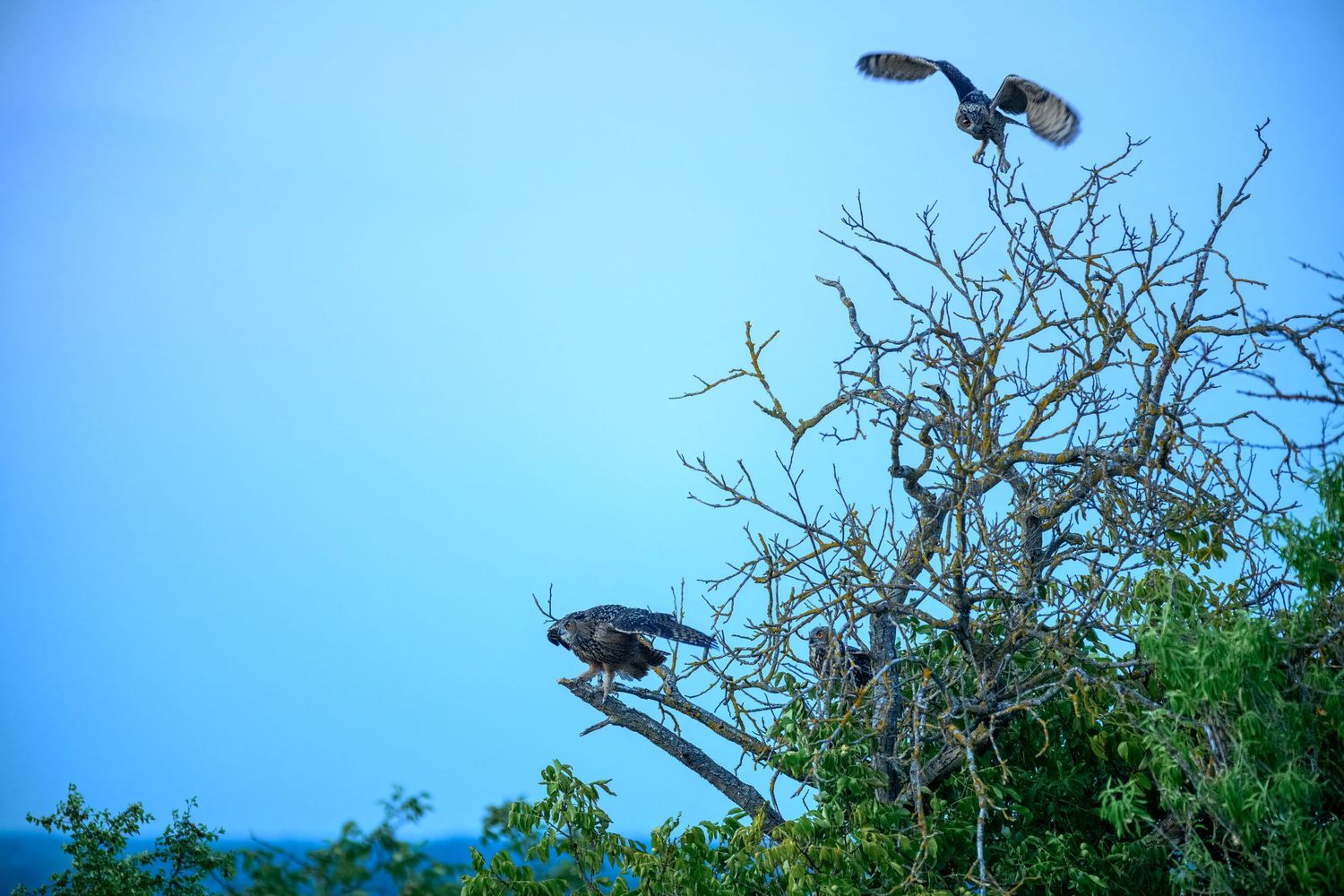 Two large birds perched and one landing on a bare tree against a blue sky surrounded by green foliage.