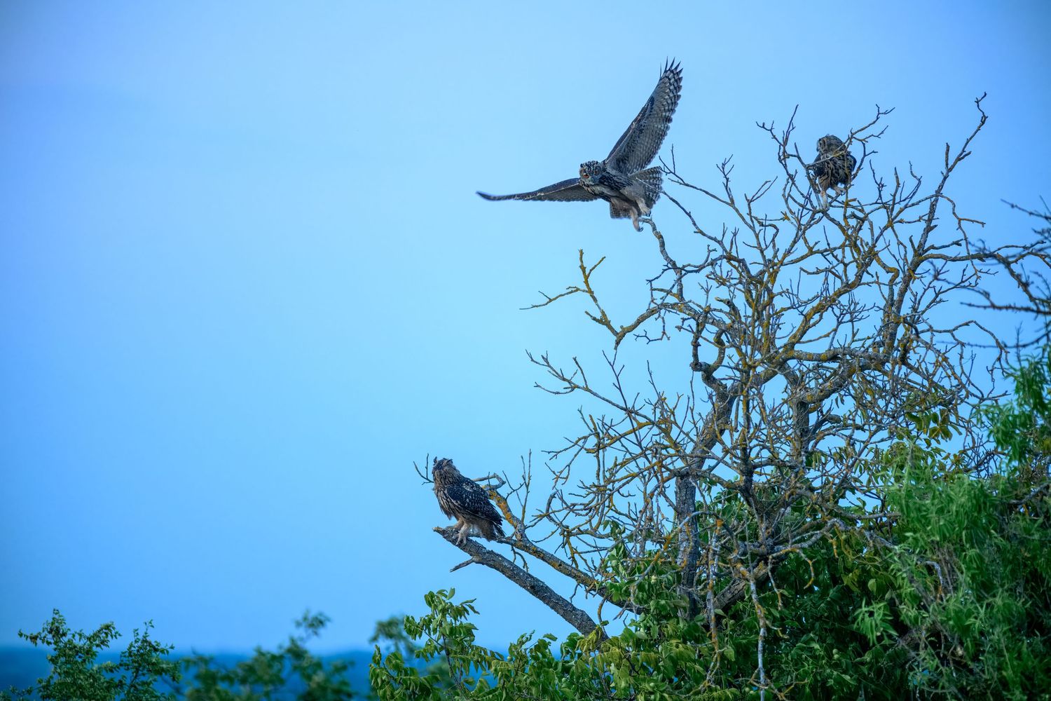 Two large birds perched and flying over bare tree branches against a clear blue sky in a natural wildlife setting.