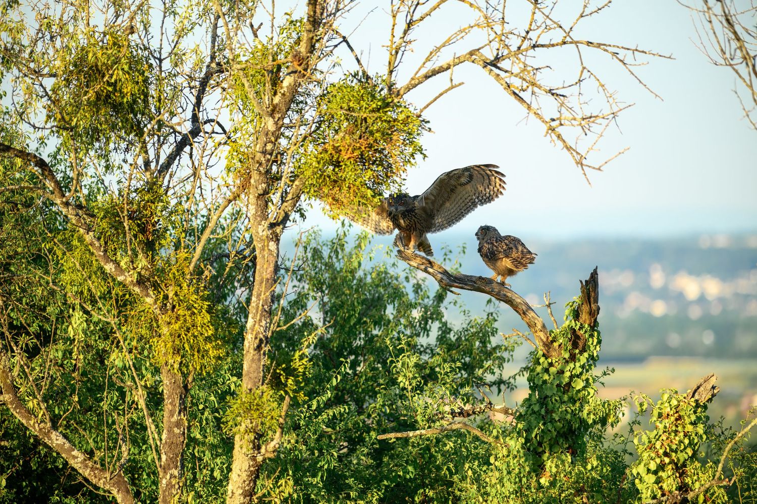 Two hawks perched on bare tree branches with spread wings against a scenic landscape backdrop.