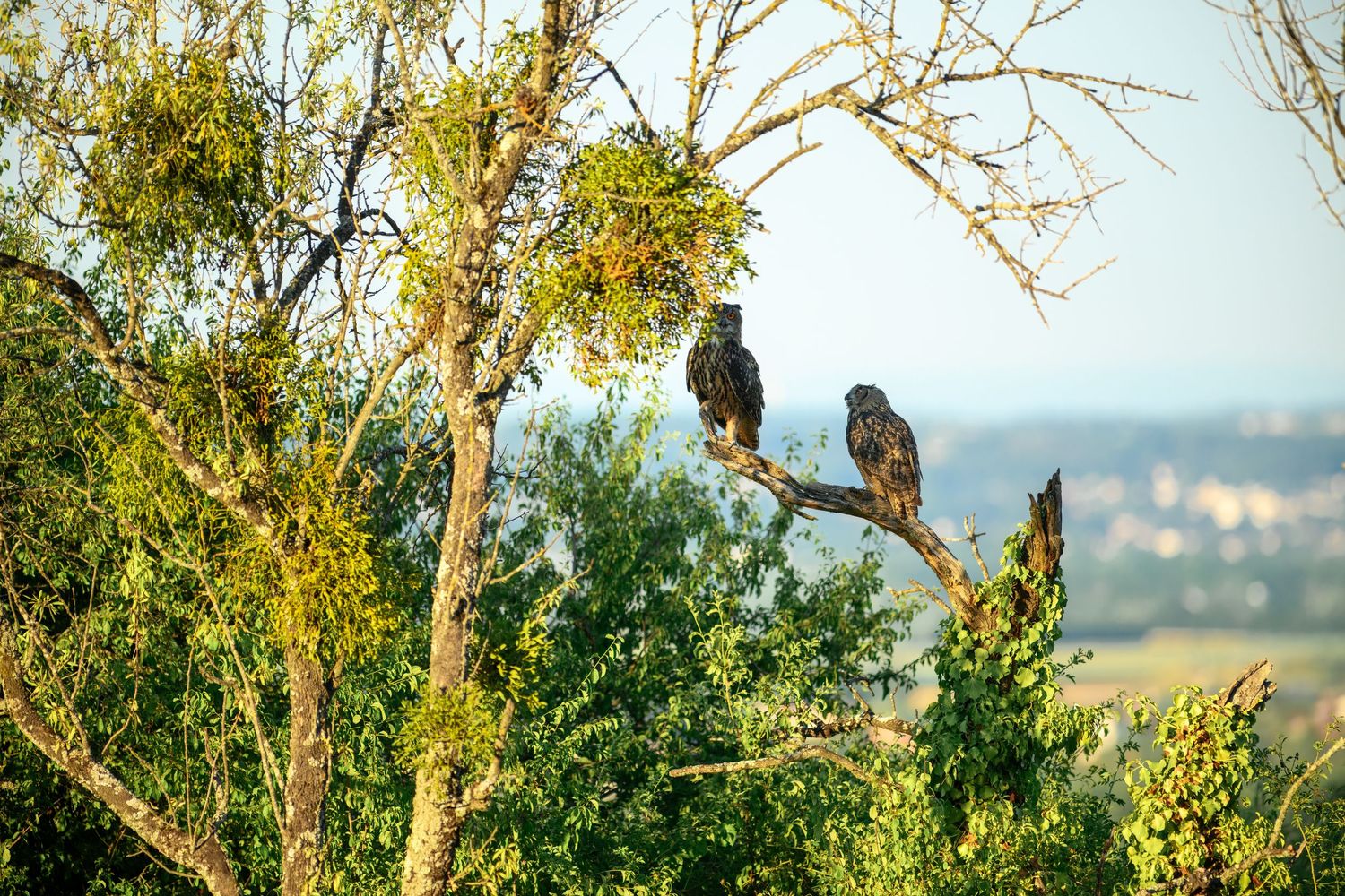 Two dark hawks perched on bare tree branches overlooking a lush green landscape at golden hour.