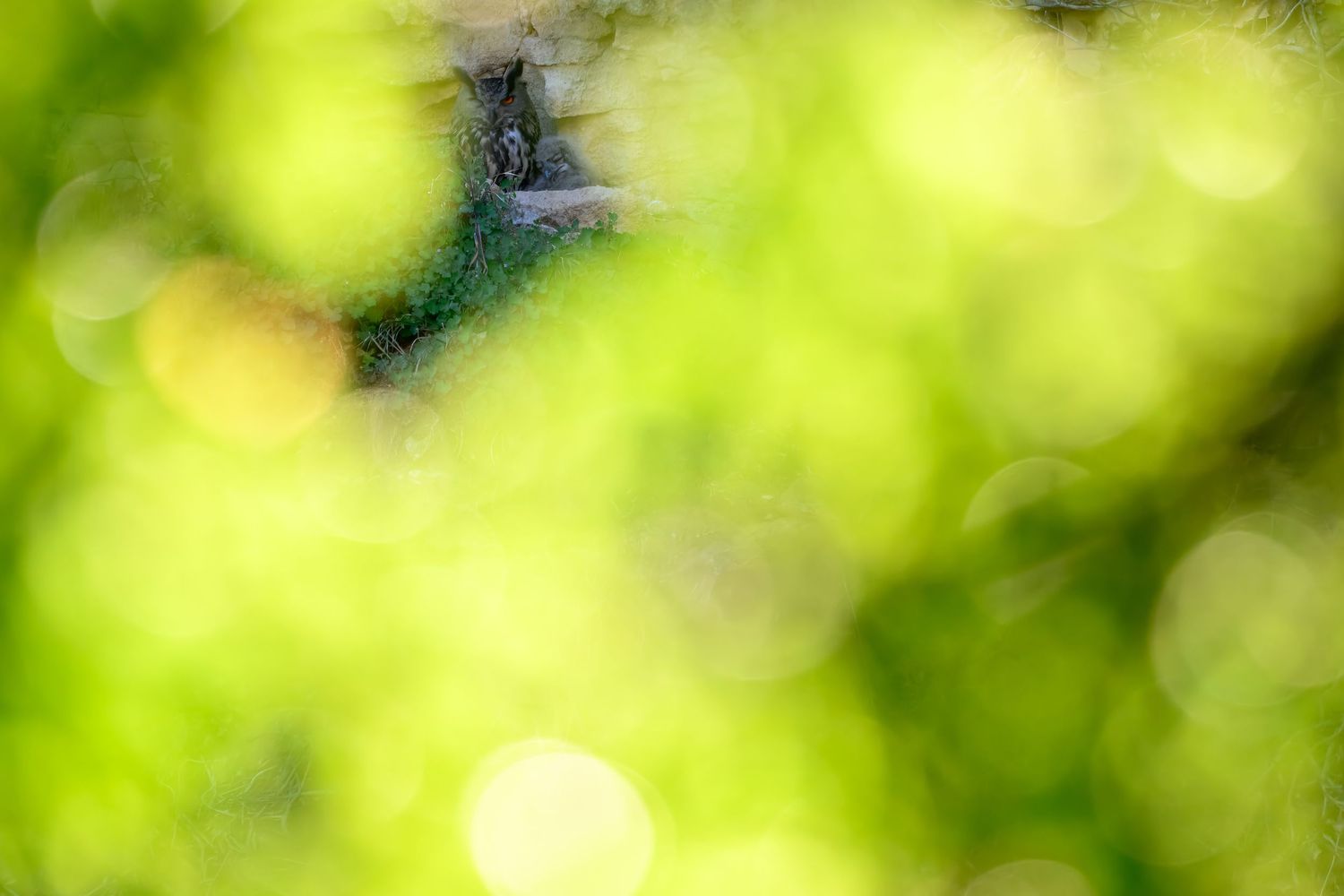 Bright green bokeh background with blurred circular light spots creates a natural abstract pattern.