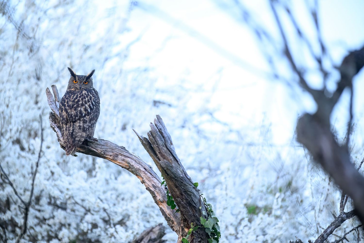 A Great Horned Owl perches alertly on a snow-covered tree branch against a wintry forest background.
