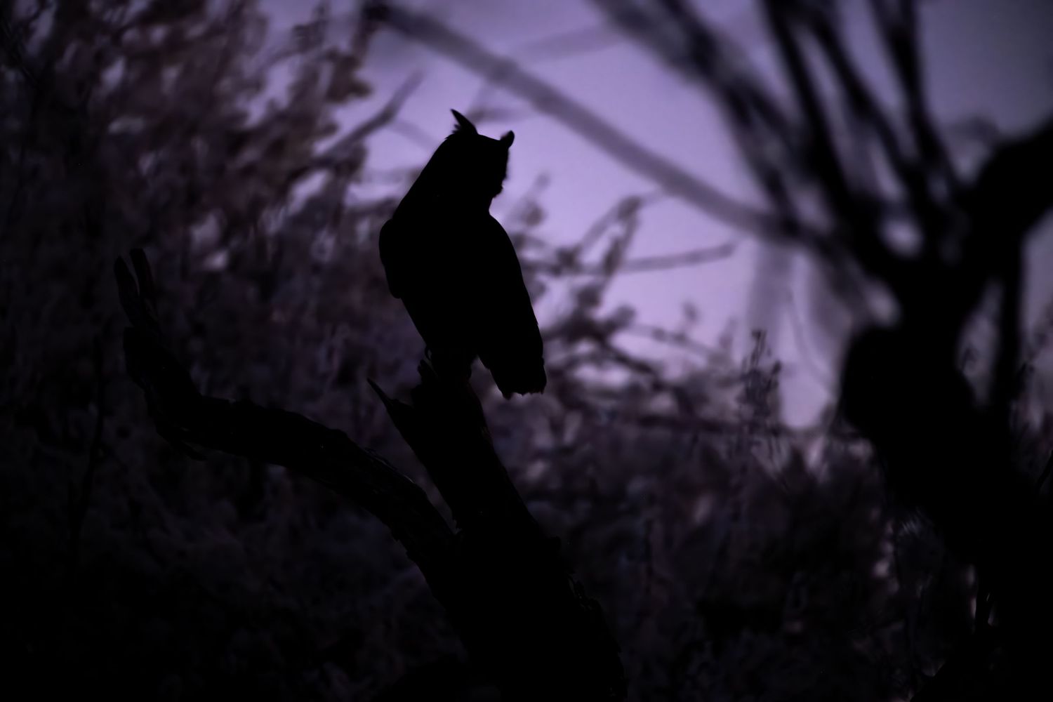 A black cat's silhouette stands in dramatic contrast against a purple twilight sky with bare tree branches.