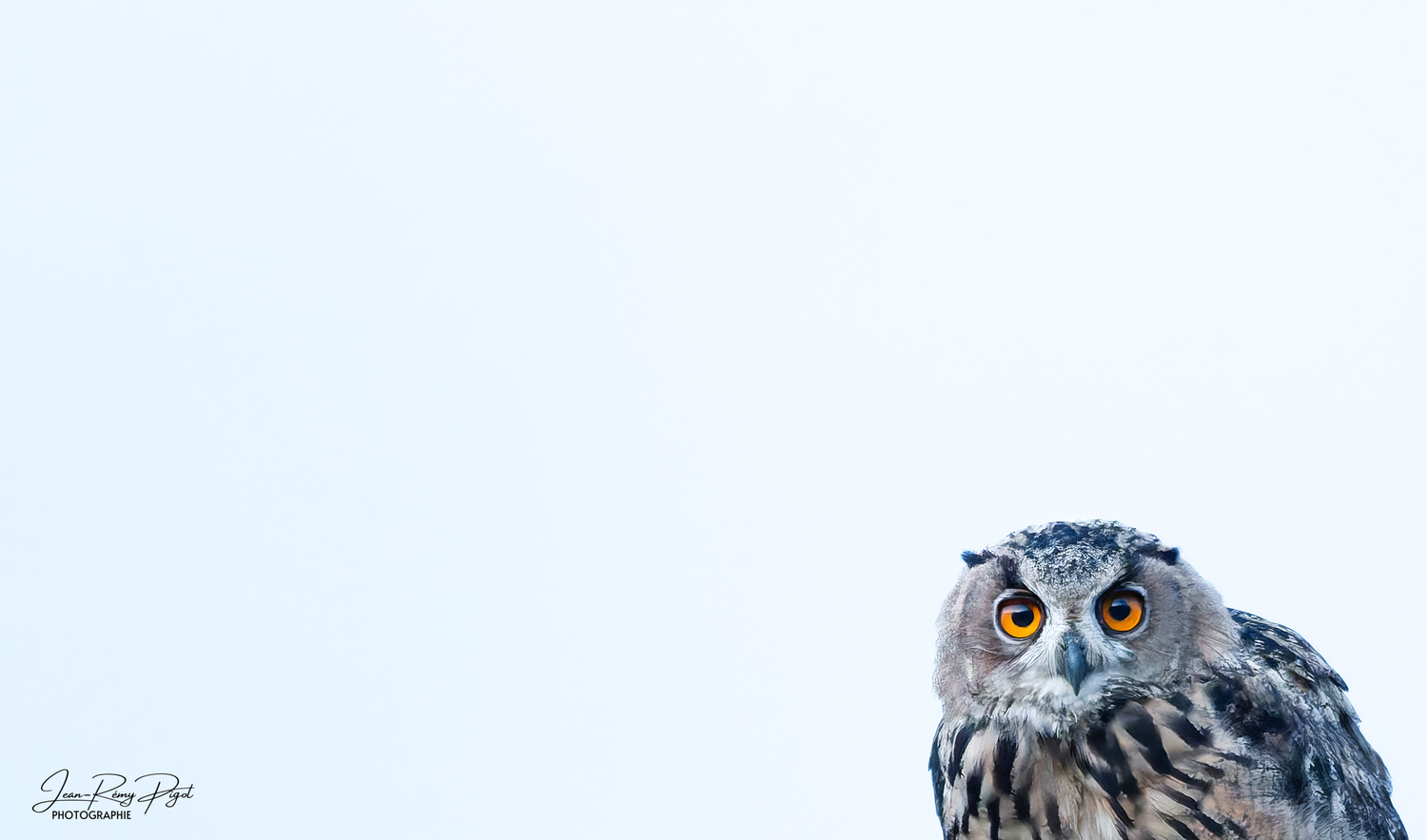 A majestic eagle owl with piercing orange eyes and distinctive ear tufts perches against a light blue background.