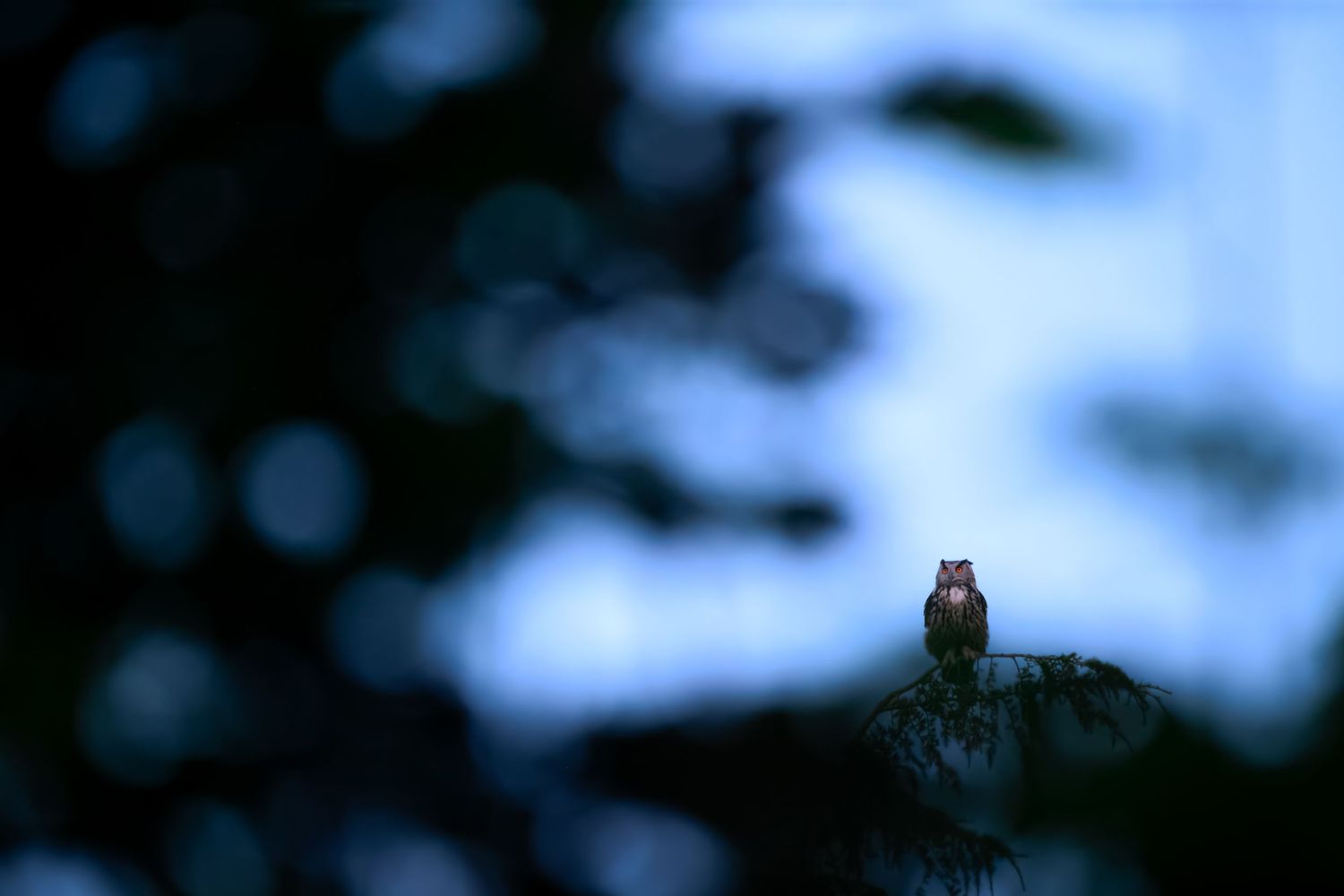 A small owl perched on a branch silhouetted against a blurred blue twilight sky.