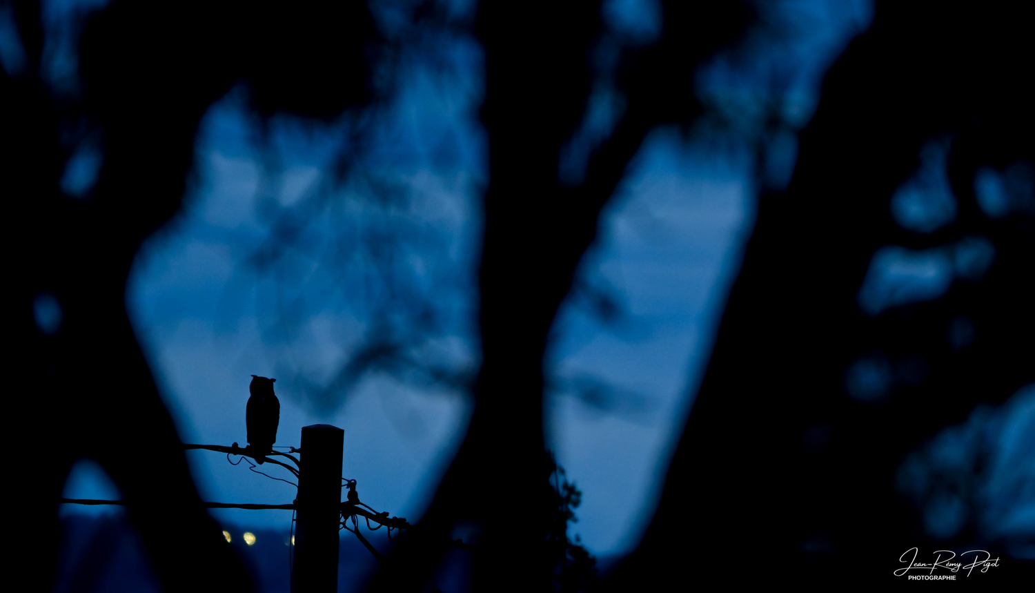 A silhouetted figure walks across a bridge at dusk with trees and a blue sky in the background.