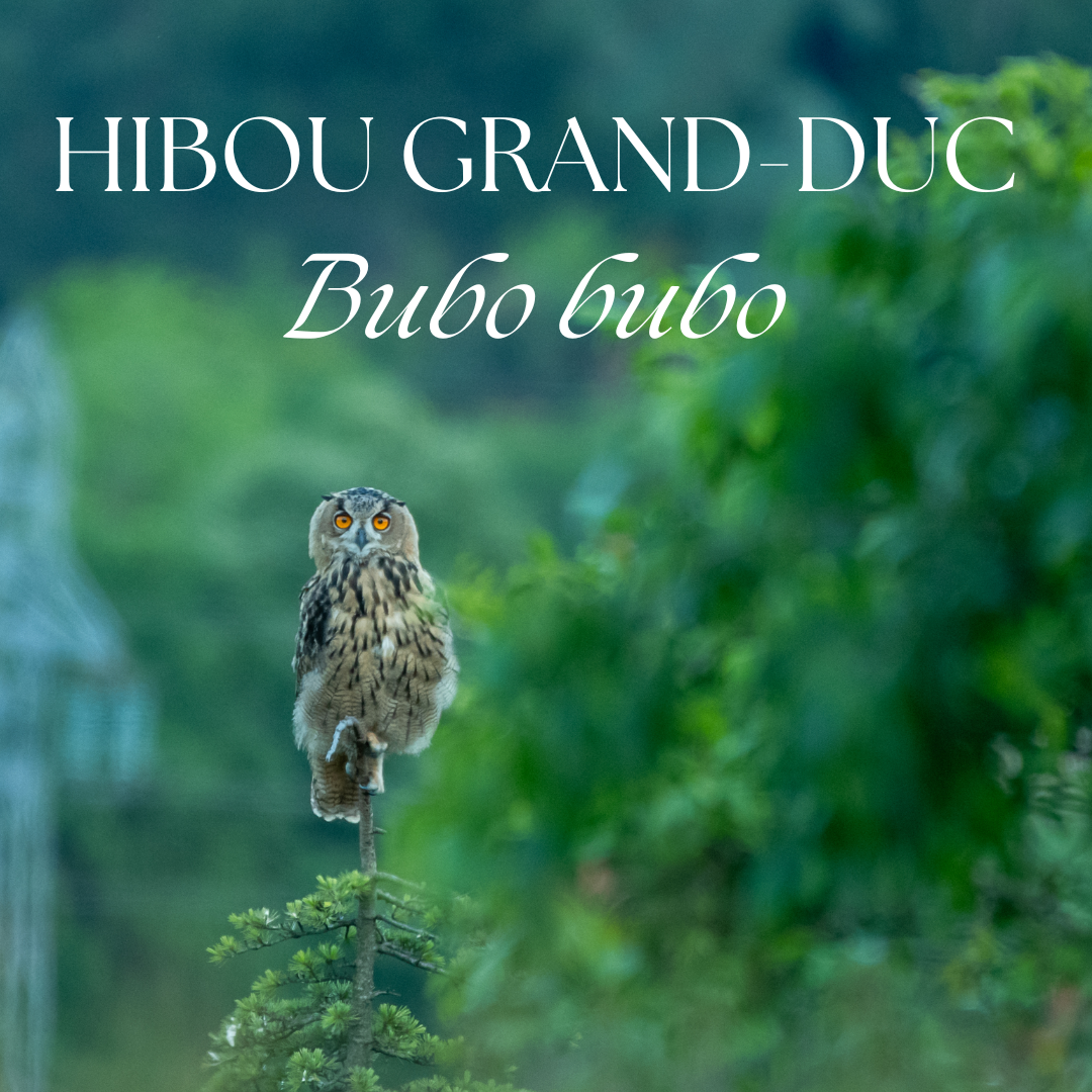 A Great Horned Owl perches majestically on a branch in a misty forest setting.