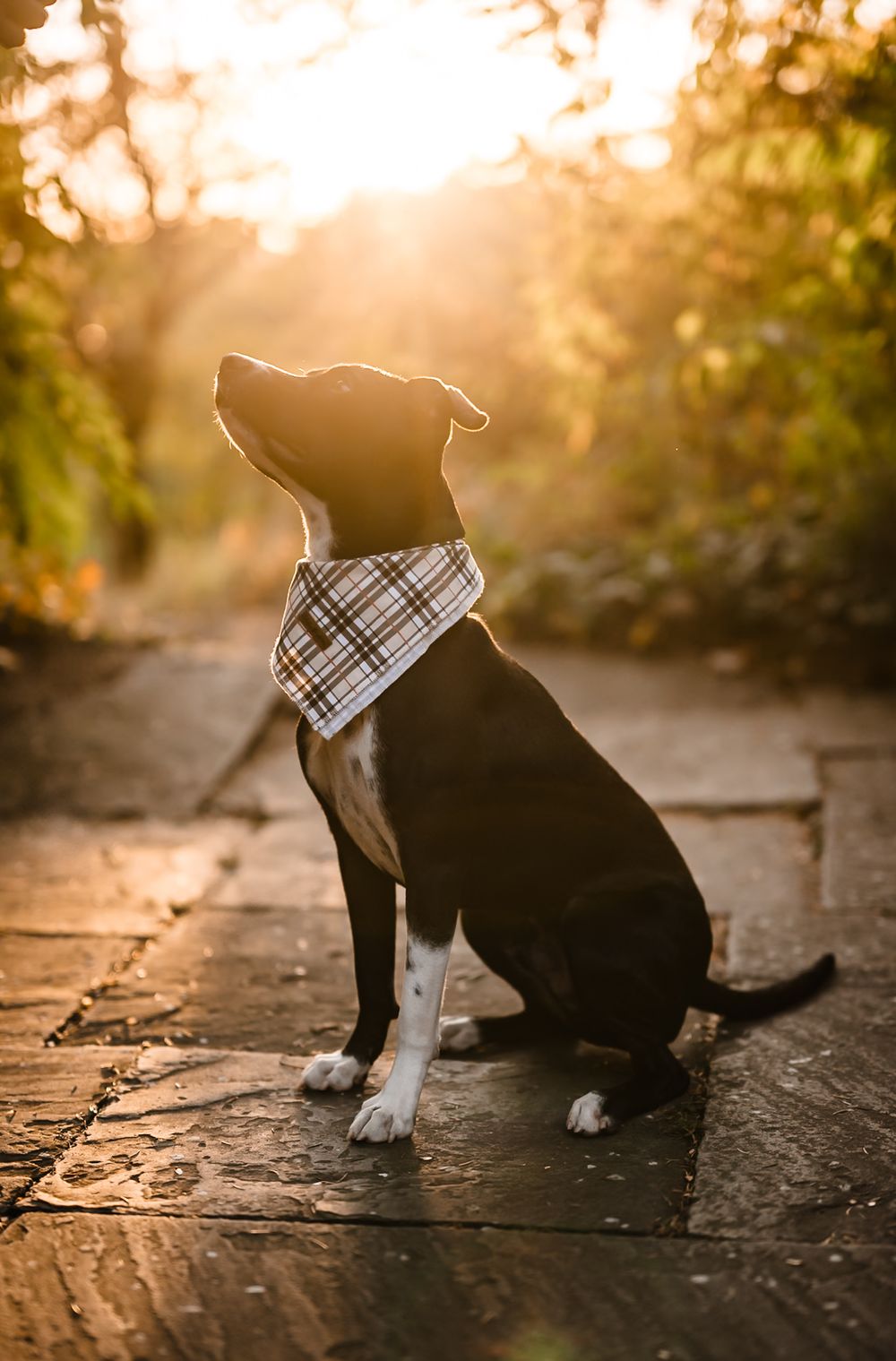 Boston terrier dog wearing plaid bandana poses in golden sunset light.