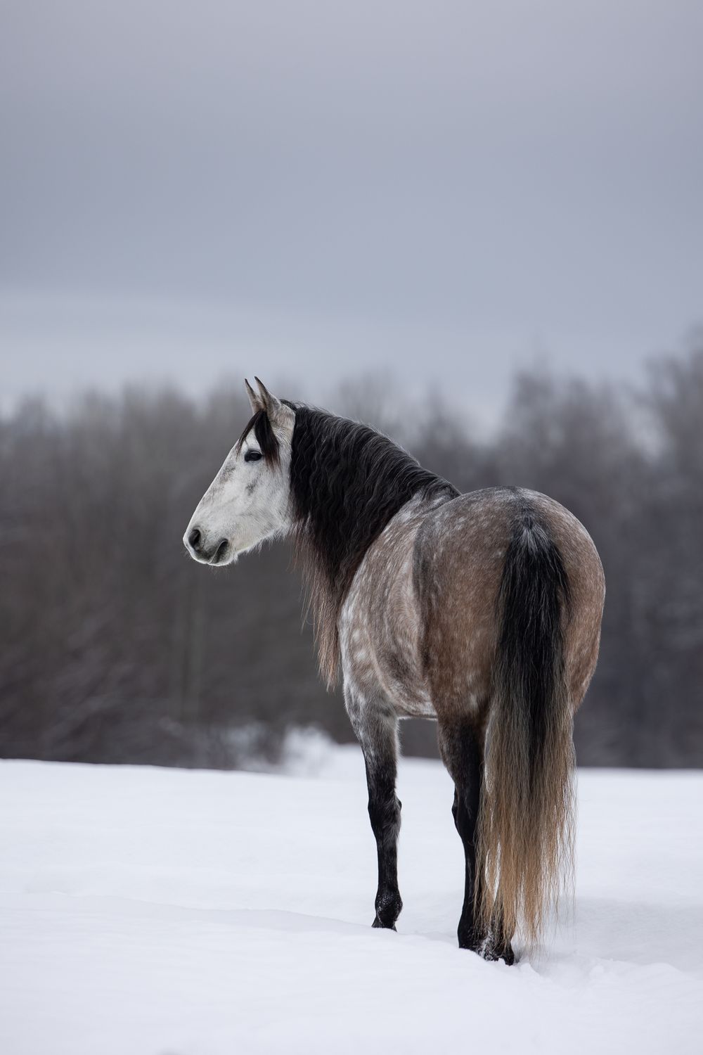 A dappled gray horse stands in deep snow against a misty winter forest backdrop with its long tail flowing.