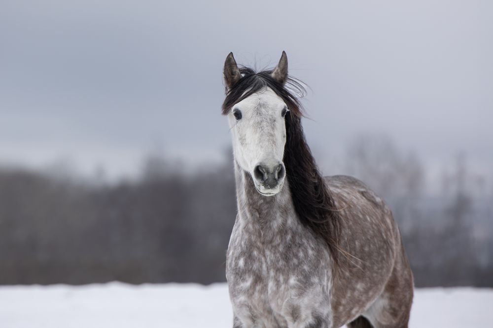 A collection of Arabian horses standing in snowy winter landscapes with dramatic cloudy skies in the background.