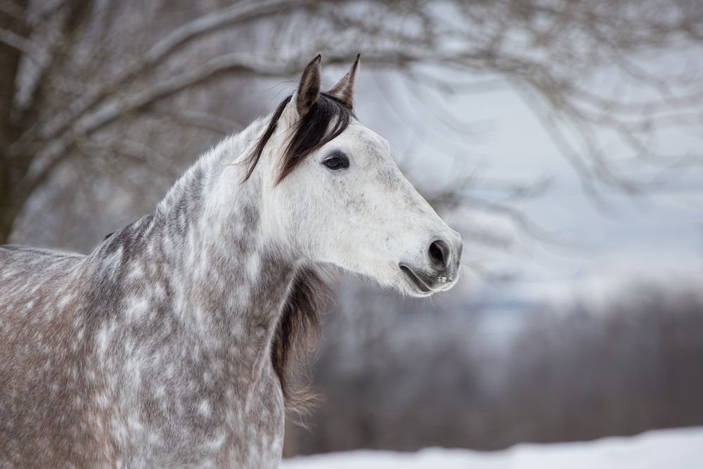 A majestic white Arabian horse with flowing mane stands in a snowy winter landscape against bare trees.