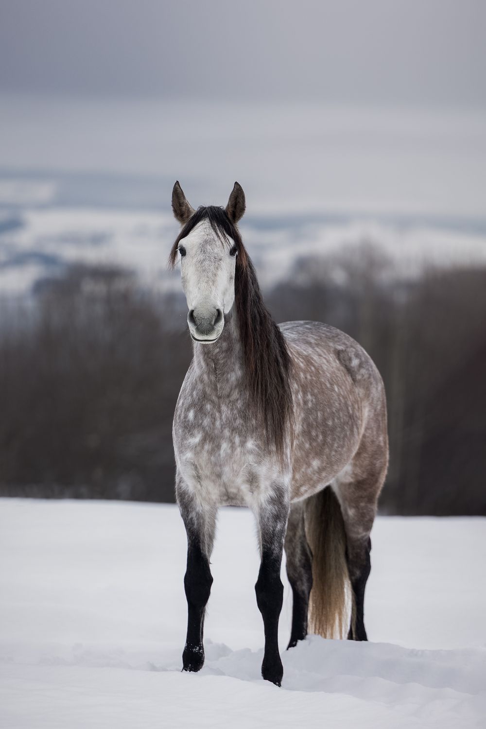 A dappled grey horse stands majestically in deep snow with dark winter trees in the background.