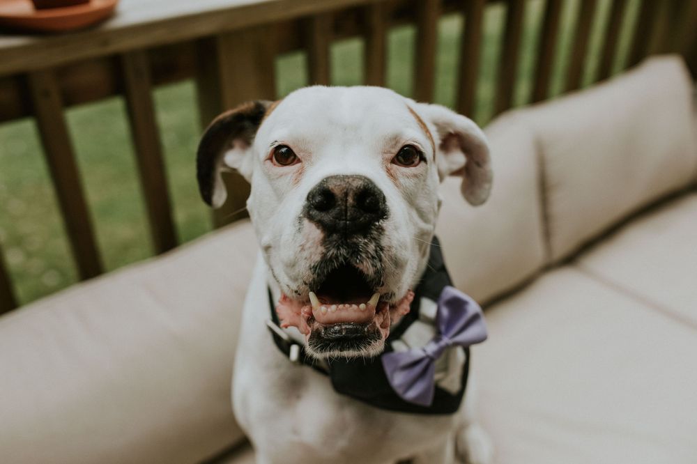 A happy white pit bull smiling at the camera with a toothy grin in a series of four close-up shots.