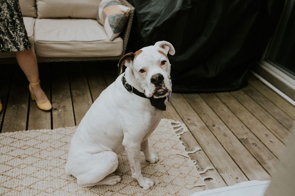 White dog with brown spots sits on wooden deck looking upward with playful expression.