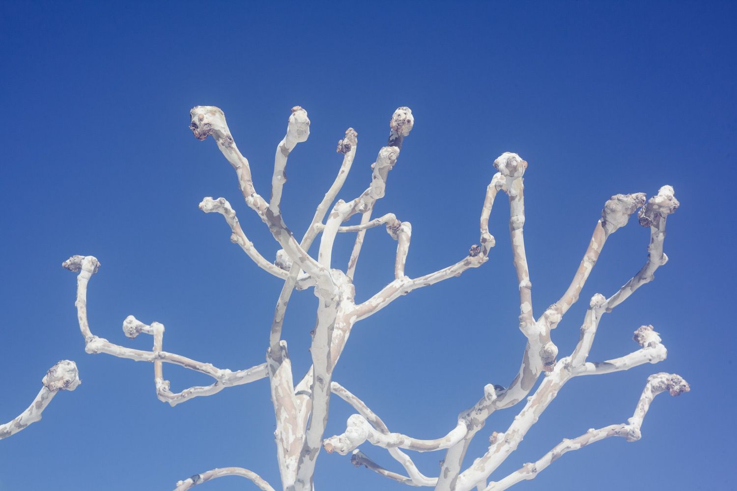 Frost covered tree branches against a bright blue winter sky.