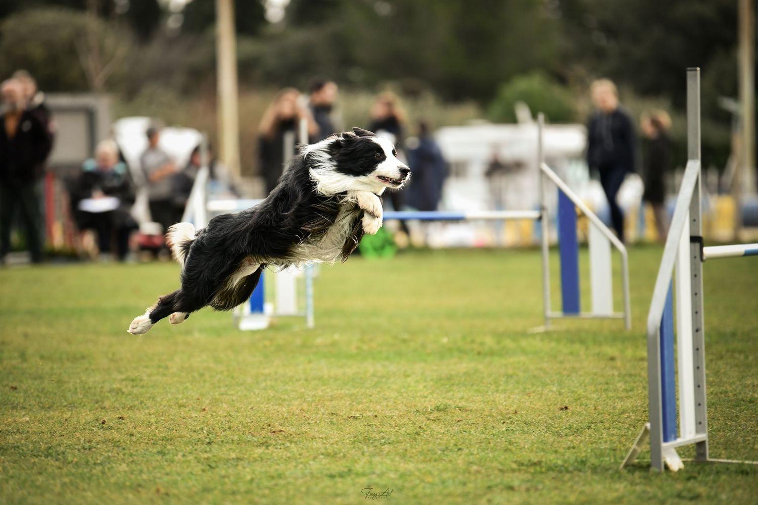 Border collie saut agiity