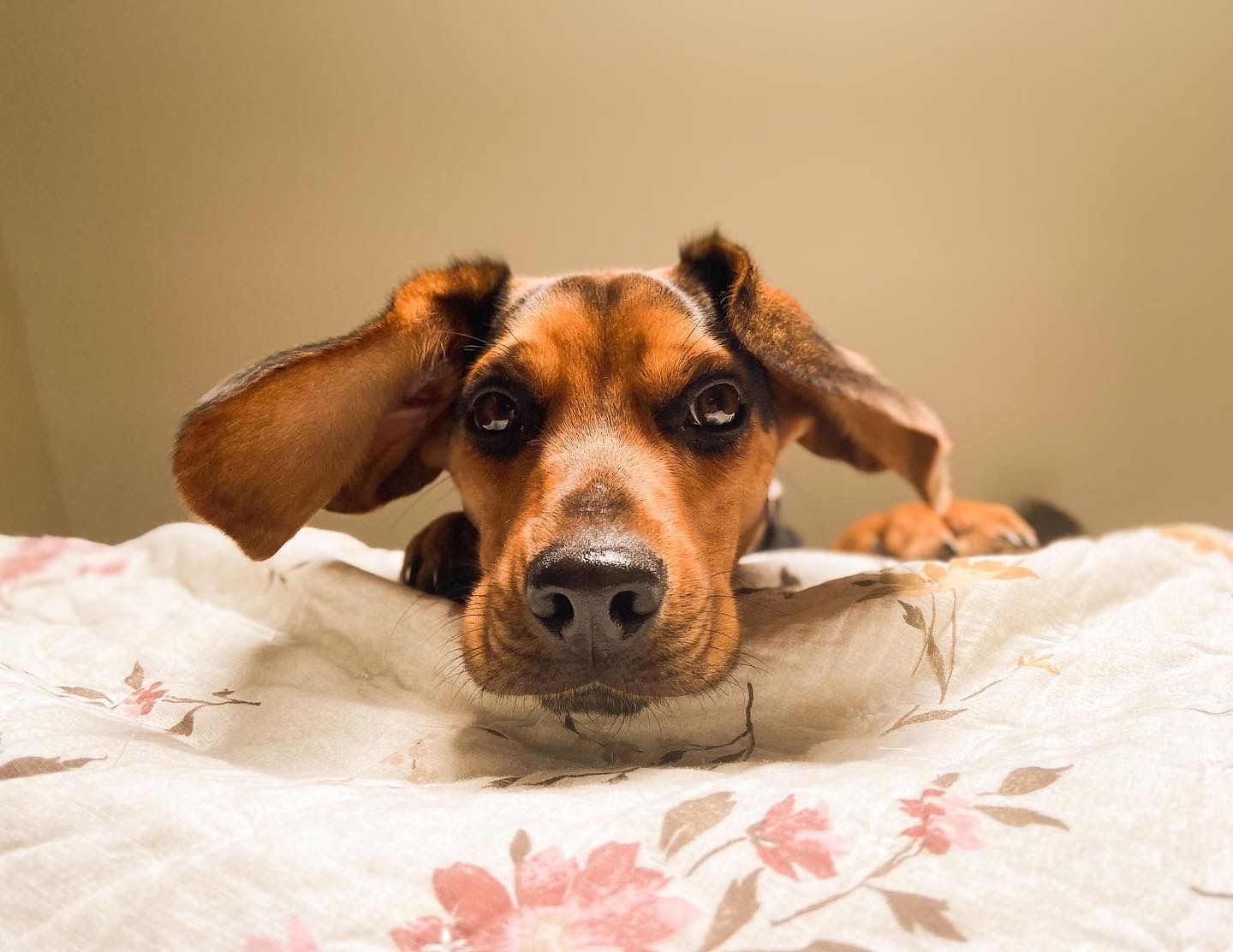 A boxer dog peeks over white bedding with a playful expression and visible nose in a close-up shot.