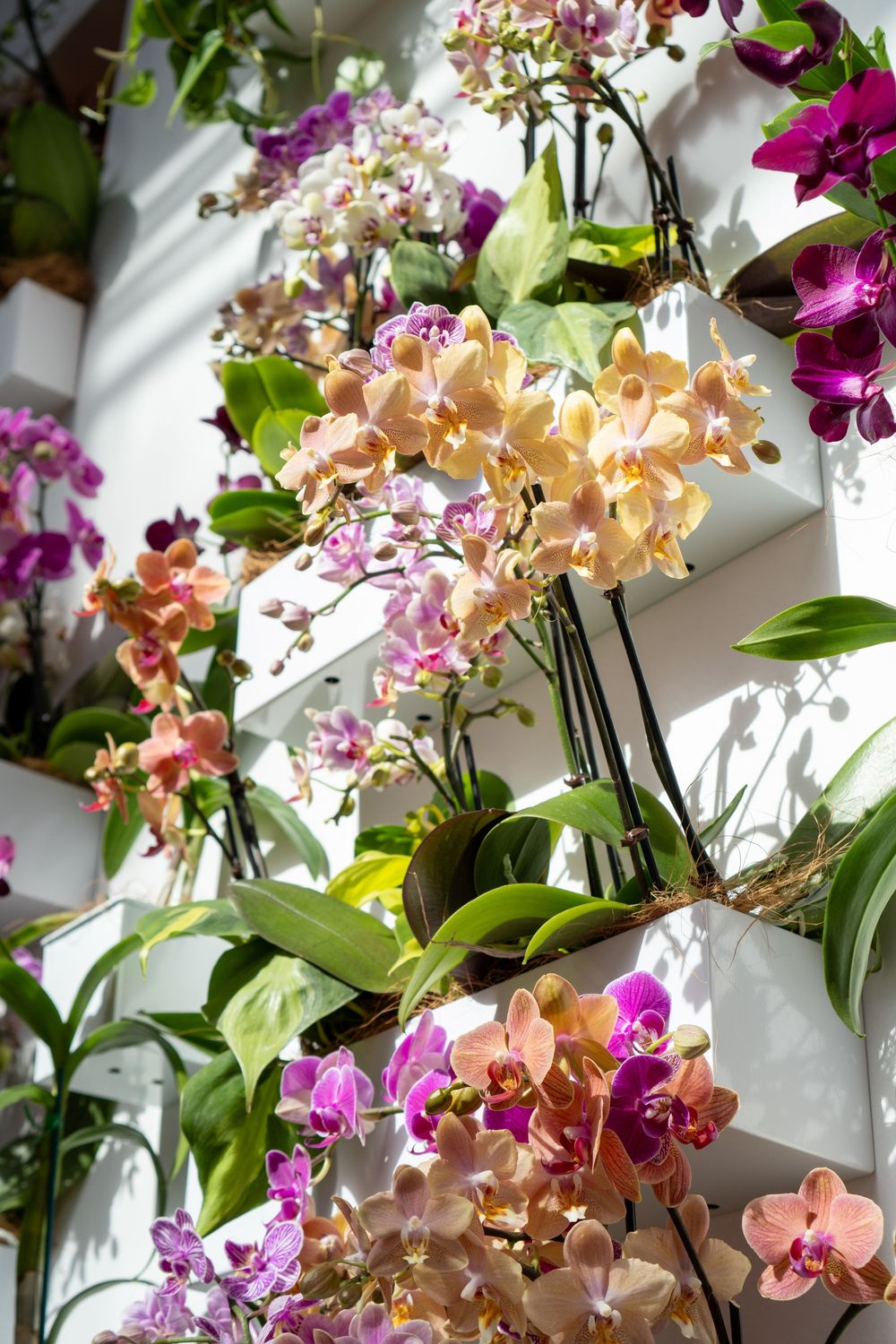 Beautiful peach and purple orchids blooming in natural light with green leaves against a white wall.