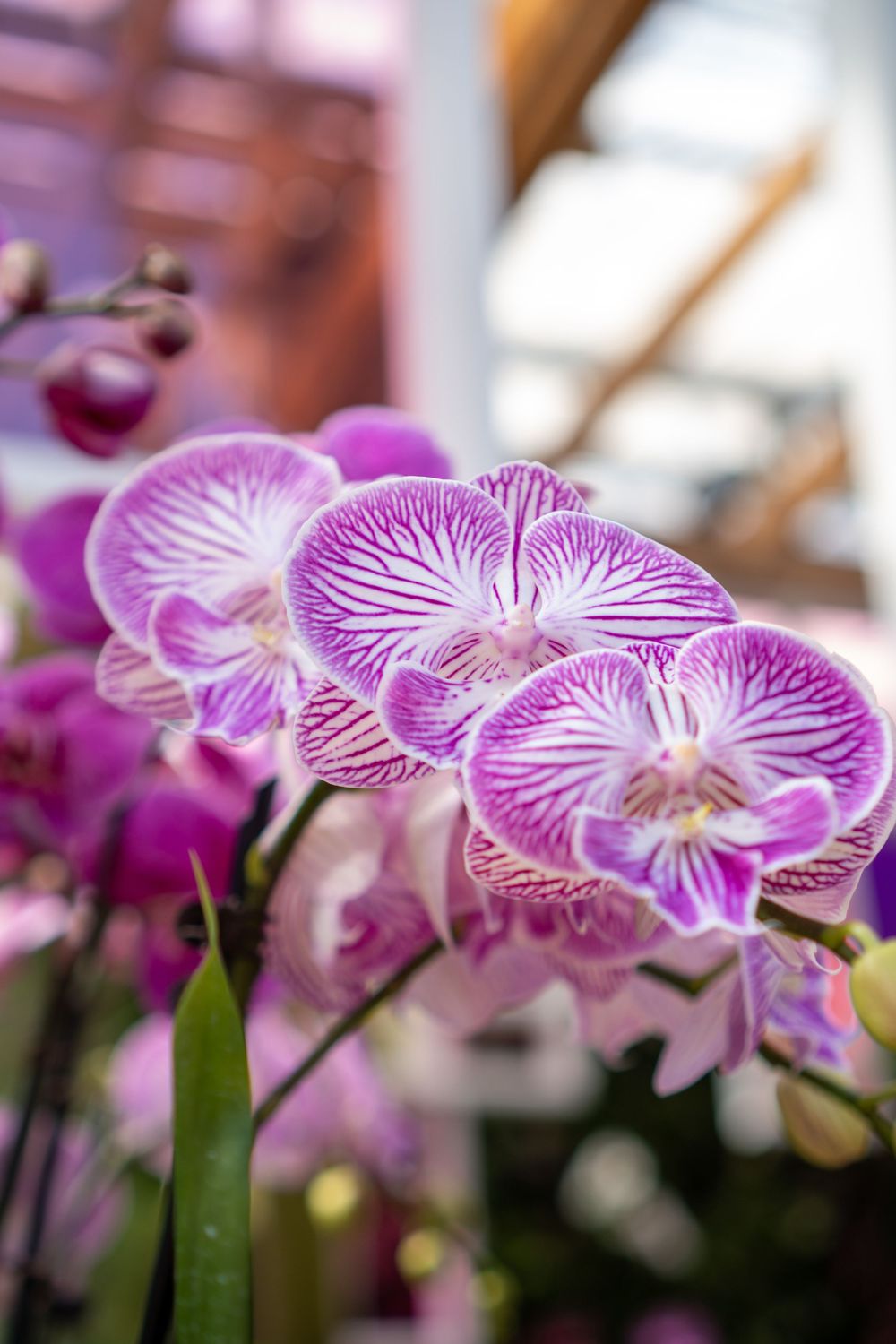 Close-up view of purple and white striped Phalaenopsis orchid flowers in bloom against a blurred background.