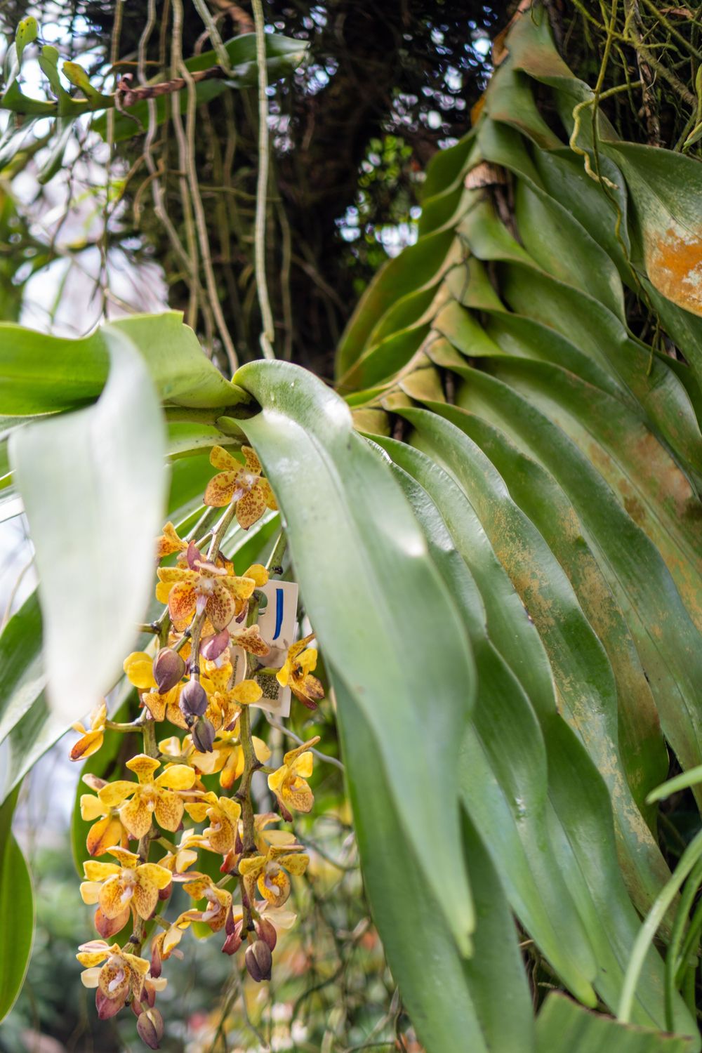 Close-up view of vibrant yellow orchid blooms hanging from green leaves in a tropical garden setting.