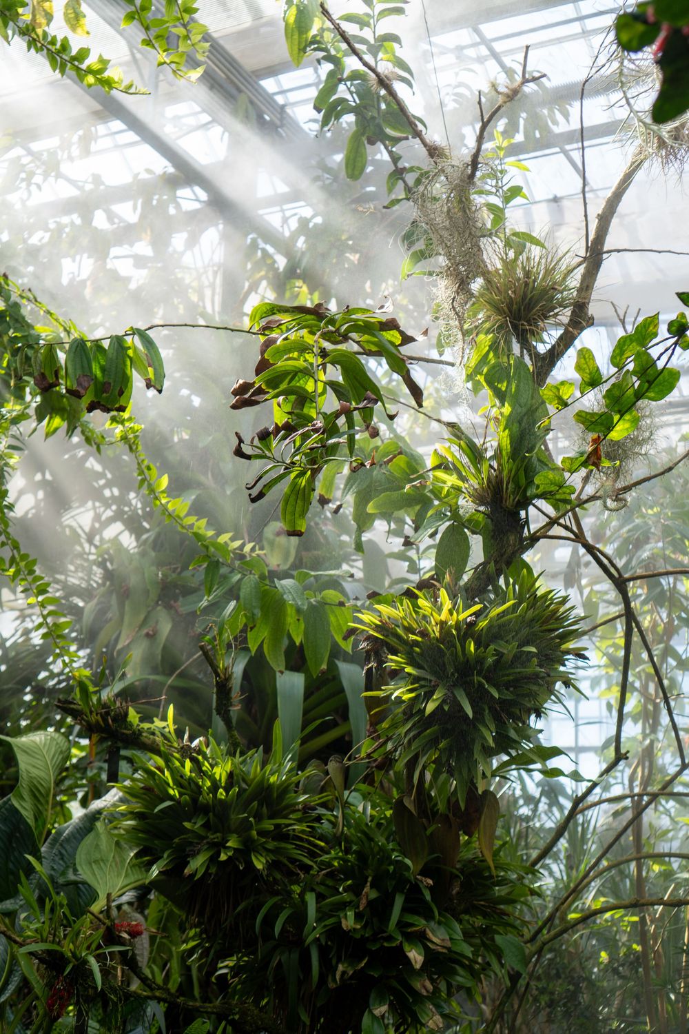 Tropical plants and vines grow in a misty greenhouse environment with sunlight filtering through the glass ceiling.
