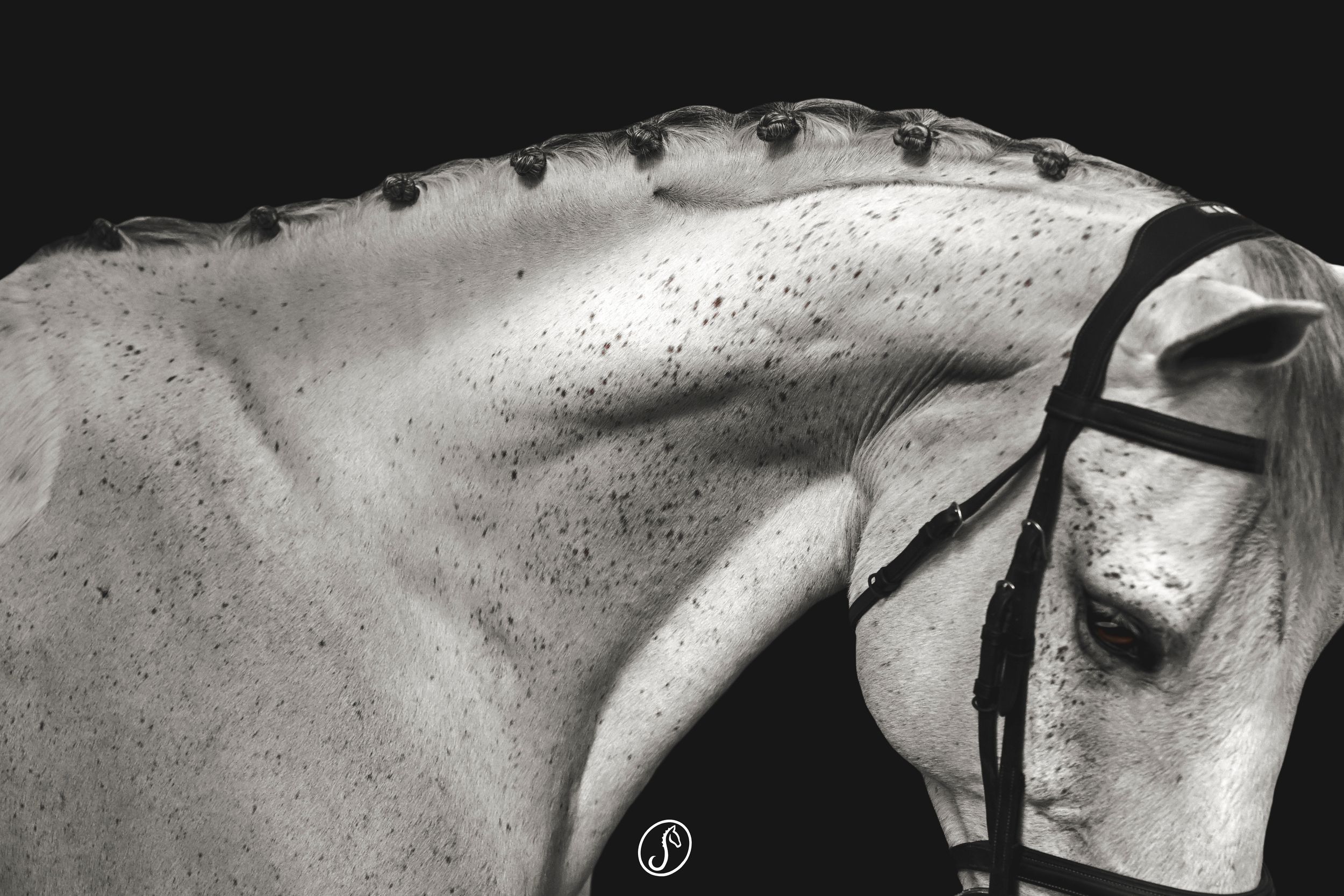 Close-up details of a dappled white horse's coat and body against dark background.