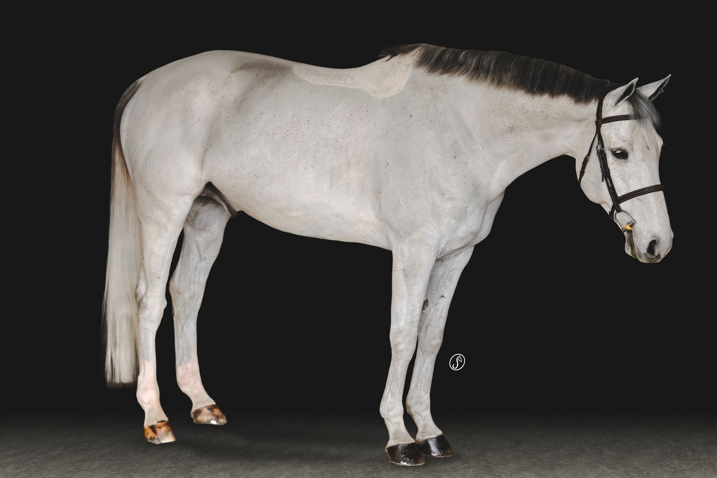 White horse photographed in profile against black background showing full body length.