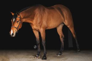 Side view of bay horse with riding equipment against dark studio background.