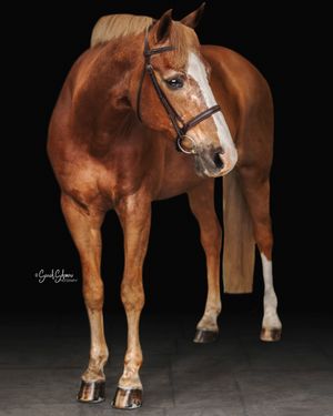 Chestnut horse standing in profile against black background showing muscular build.