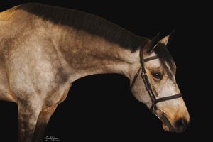 Profile view of dappled grey horse against black background in studio setting.