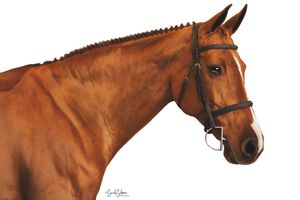 Close-up profile of chestnut horse's head and neck against dark background.