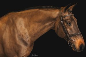 Close-up portrait of a bay horse with dark mane against black background showing elegant facial features.