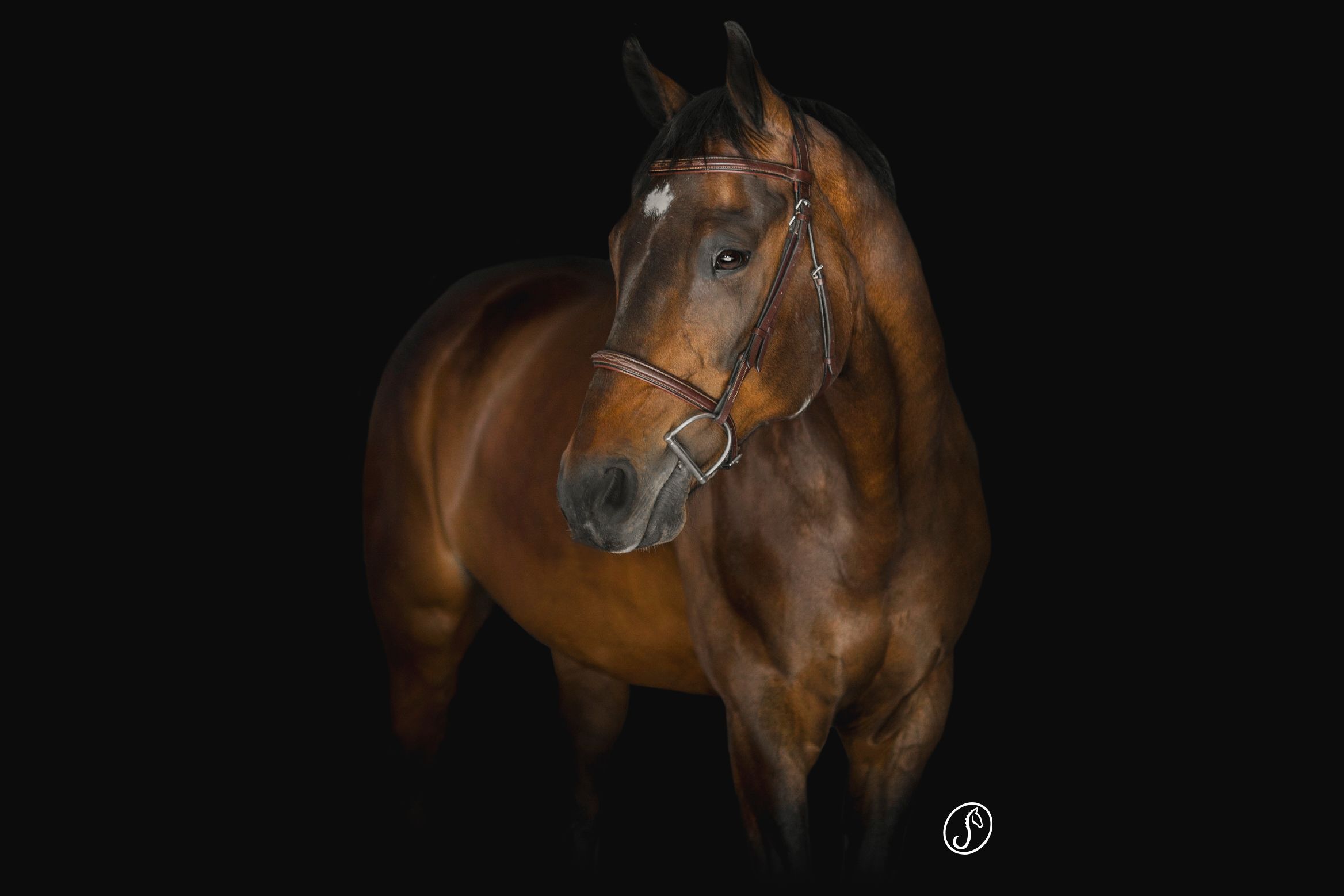 Dramatic black background portraits of brown horses in motion.