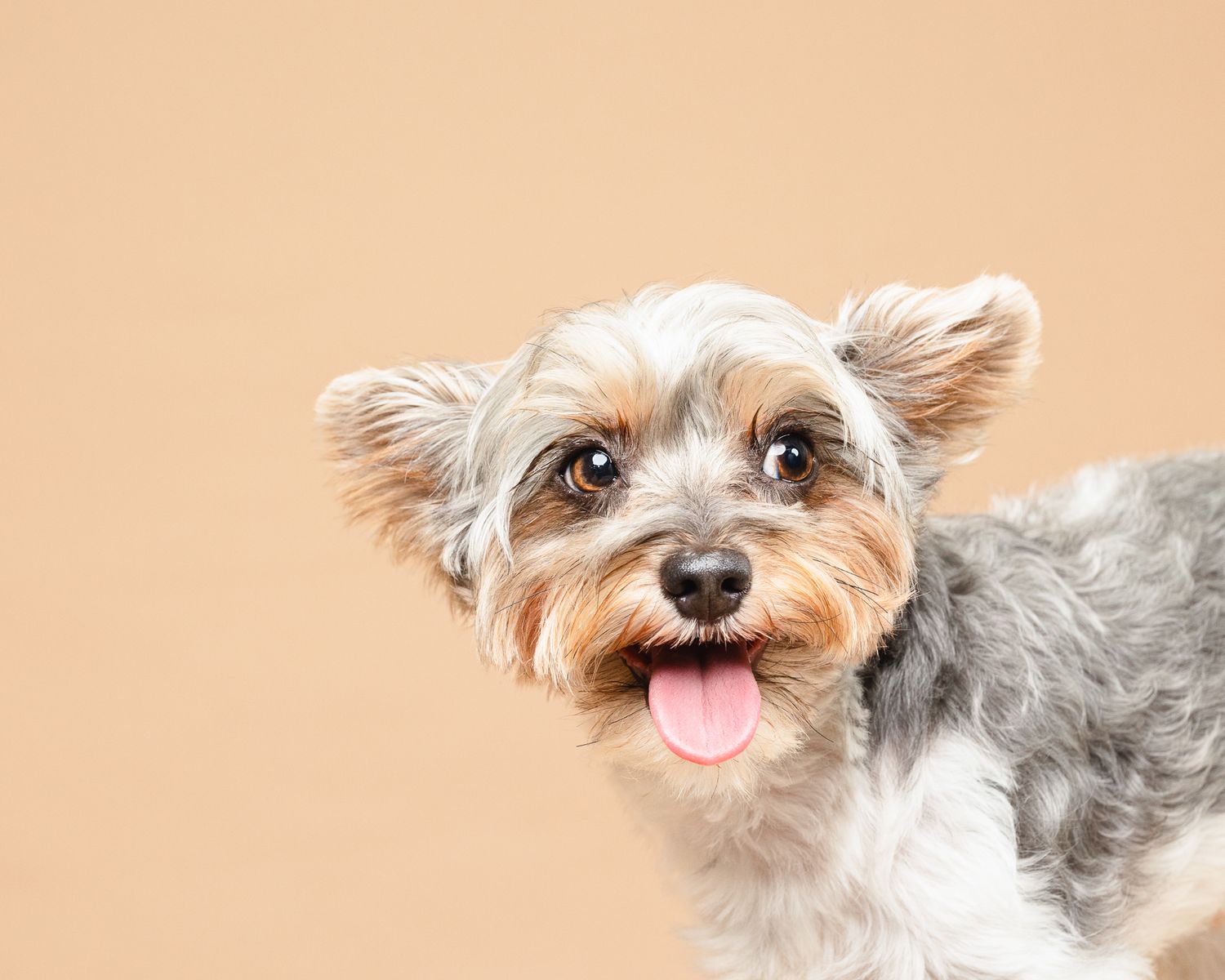 Furry Moments New York New Jersey Pet Photography