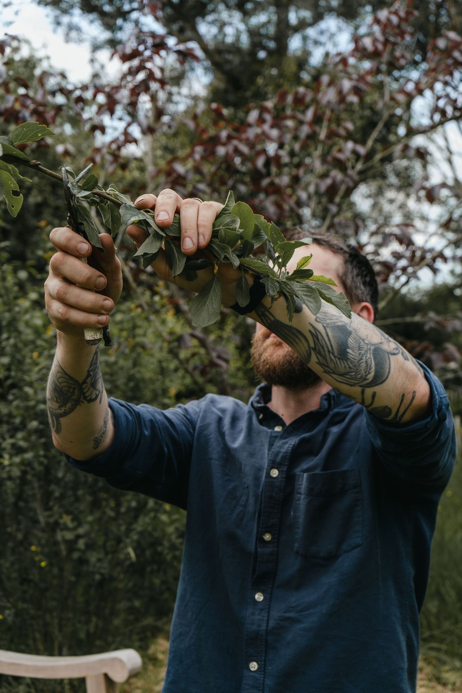 photograph of a gardener, male and tattooed cutting a fruit tree in a branding photoshoot