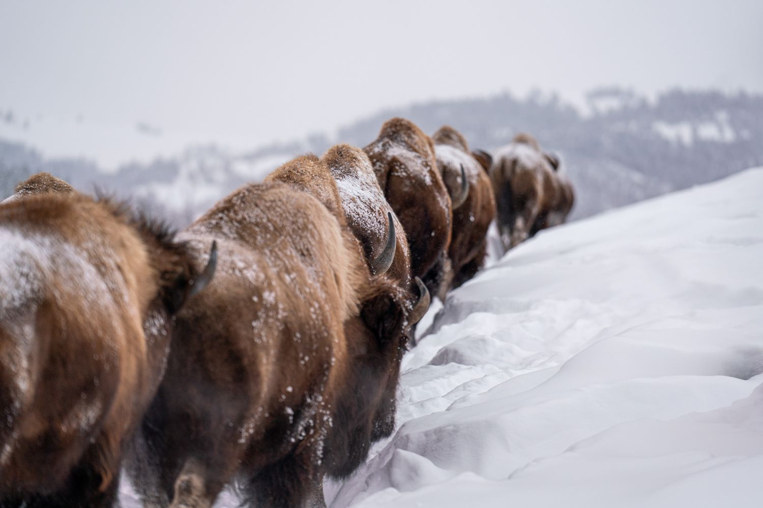 Line of bison trudging through deep winter snow in mountainous terrain.