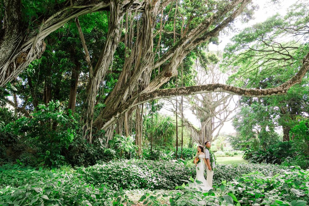 A lush tropical garden pathway leads through towering banyan trees and dense foliage in Hawaii.