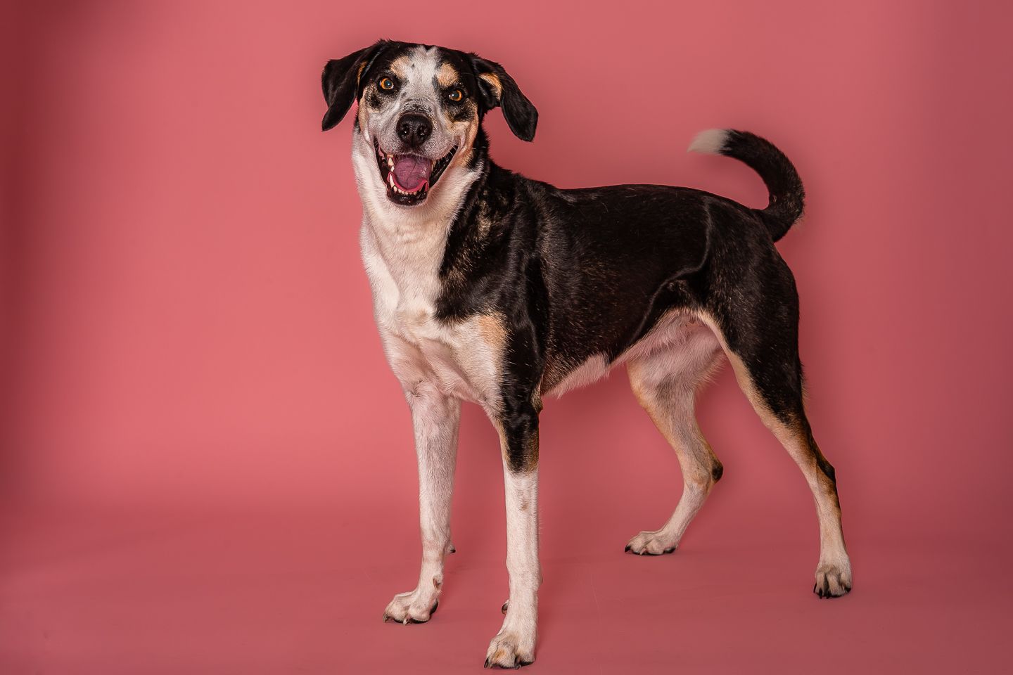 Dog studio photography by Dorset photographer Kris the Photographer