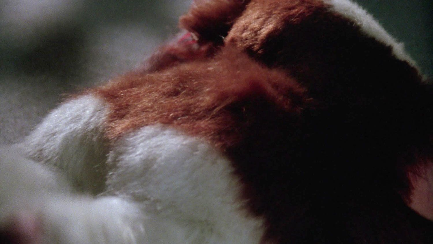 Screenshot from Gremlins 2 of Gizmo multiplying