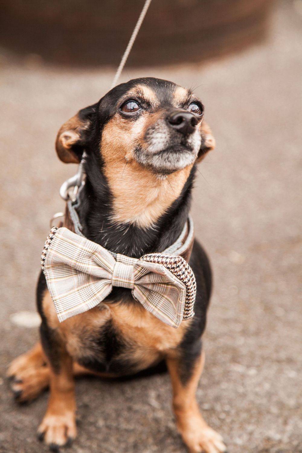 Chihuahua mix dog wearing a stylish beige plaid bowtie collar poses with a slightly tilted head.