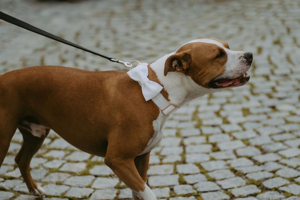 Brown and white dogs on leashes walking on cobblestone pavement.