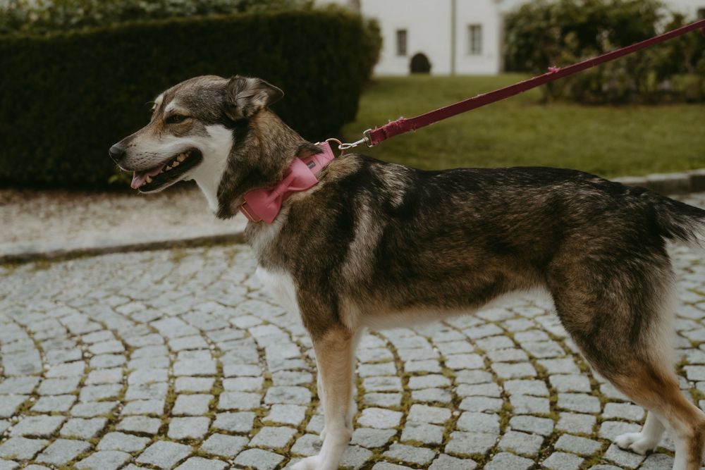Large dogs on leashes walking across cobblestone courtyard.