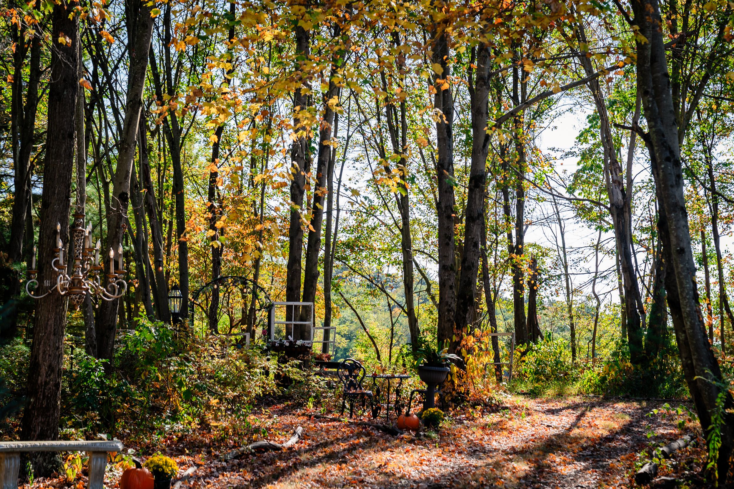 Sunlit autumn forest path with golden leaves and tall trees creating natural archways.
