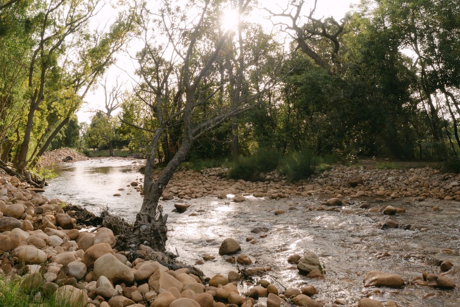 Rocky path winds through dense forest along a natural creek bed in wilderness terrain.