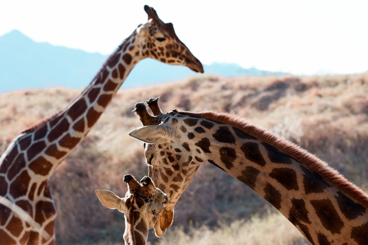 Silhouette of a tall giraffe standing on a grassy hill against a clear blue sky with mountains behind.