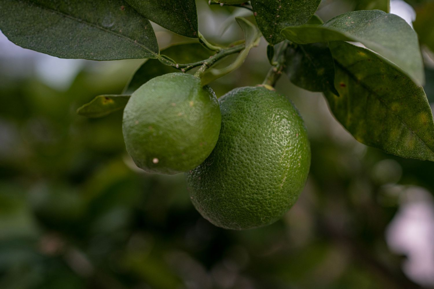 Two ripe green limes hanging from a lime tree branch surrounded by dark green leaves.