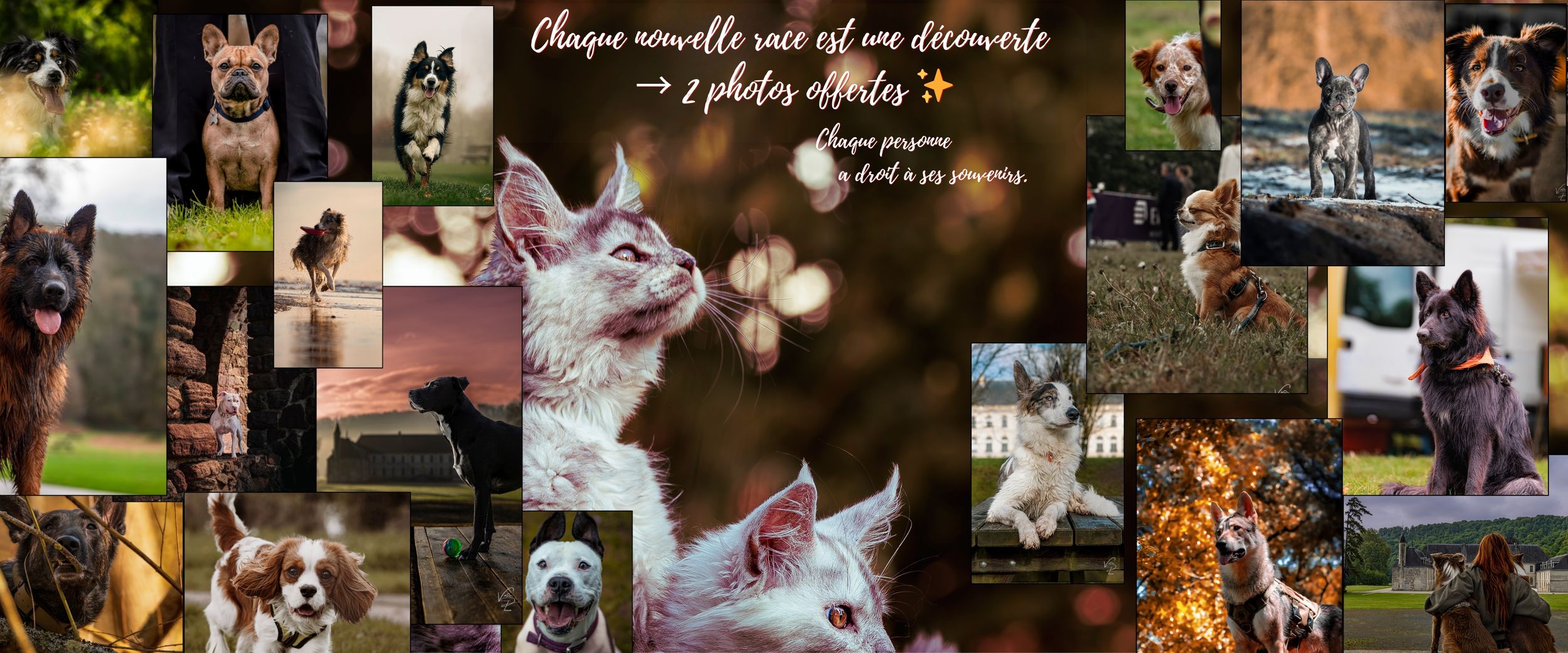 A collage of pet photos featuring dogs and cats in outdoor settings with autumn leaves and nature backgrounds.