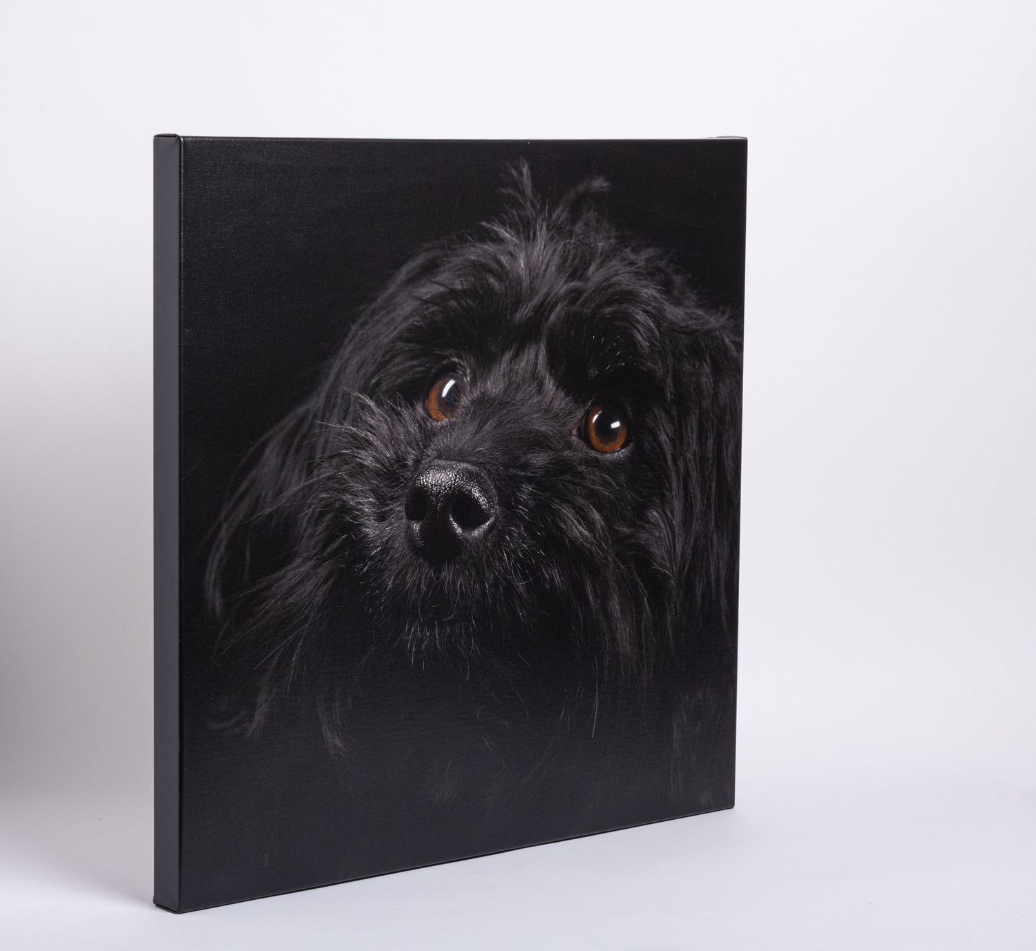 Canvas gallery wrapped print of a black fluffy dog portrait with soulful brown eyes on dark background.