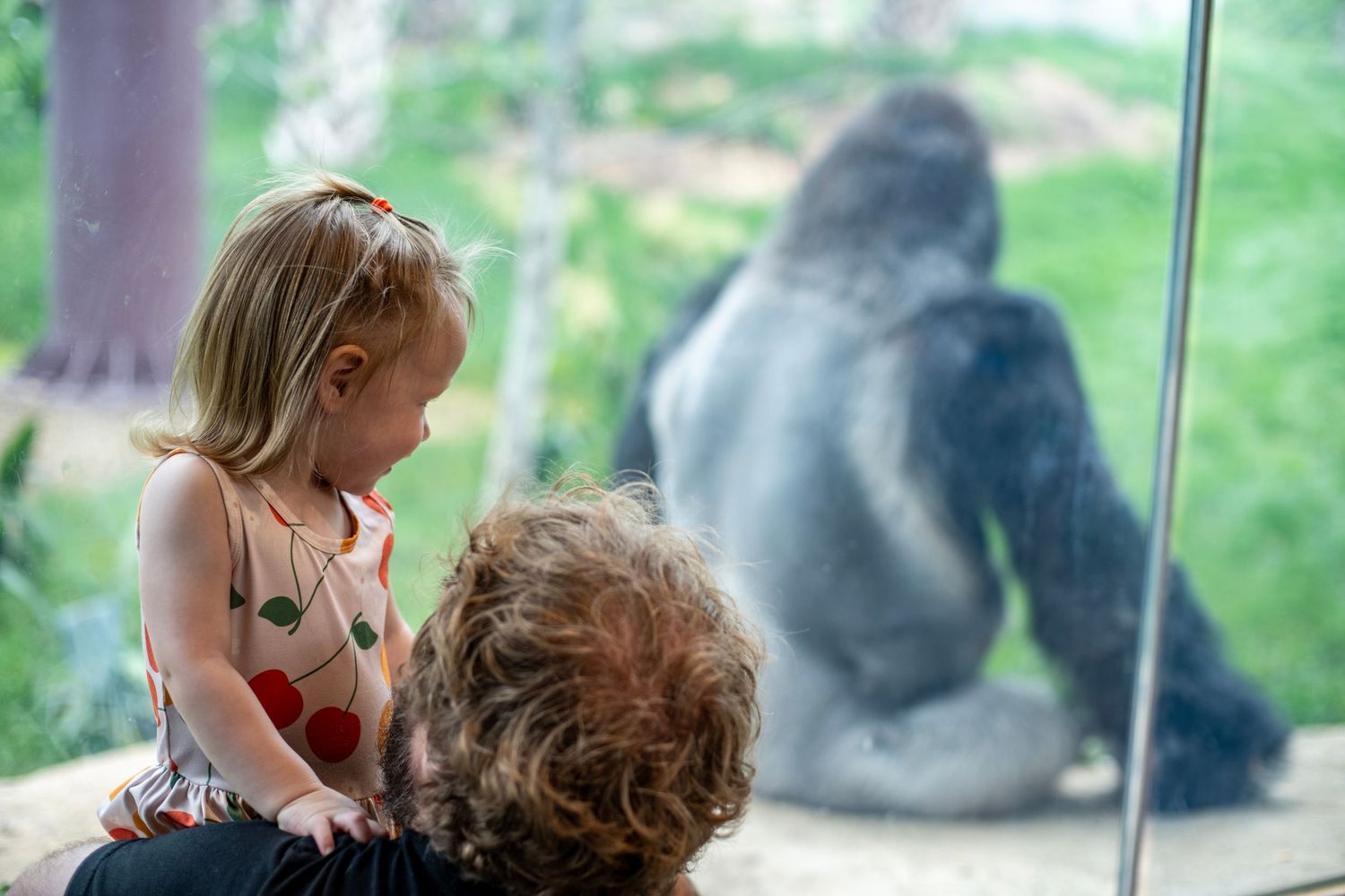 Two children observe a large gorilla through glass at a zoo exhibit.